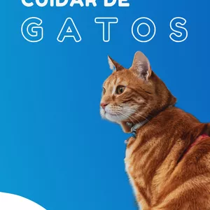 Imagem de capa para o Ebook COMO CUIDAR DE UM GATINHO 