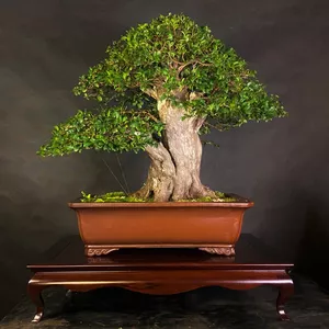 Imagem de capa para o Curso online Bonsai Espécies - Jabuticabeira