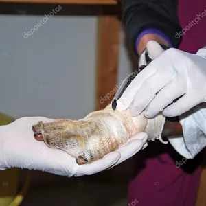 Imagem de capa para o Ebook  Curso de  Queimaduras 