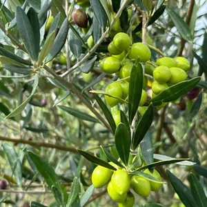 Imagem de capa para o Curso online Cultivo de Oliveiras: Do planejamento à produção de azeite