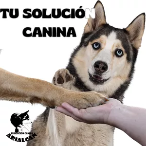 Imagen de portada para Curso online Tu solución canina