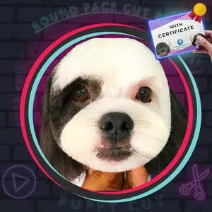 Cover image for Online course Round Face Cut Pro