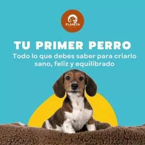 Imagen de portada para Ebook Tu Primer Perro: Todo lo que debes saber para criarlo sano, feliz y equilibrado