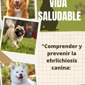 Imagen de portada para Ebook Vida Saludable