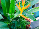 The Garden of Eden - House of Healing