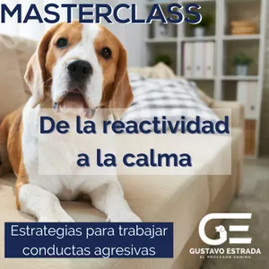 Imagen de portada para Curso online Masterclass: de la reactividad a la calma. 