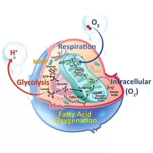 Imagem de capa para o Curso online Bioquímica e Metabolismo