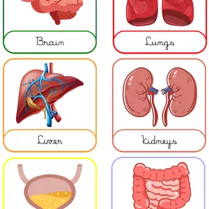 Cover image for Ebook Montessori Human Body