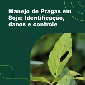 Imagem de capa para o Curso online Manejo de pragas em soja: identificação, danos e controle
