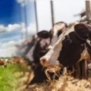 Imagem do curso Curso Nutrição de Vacas em Lactação