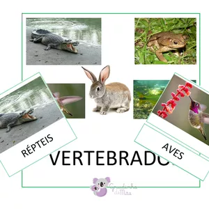 Imagem de capa para o Curso online Cards Montessori - Classes dos animais vertebrados - Imprensa, preta, caixa alta
