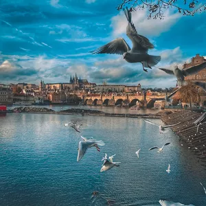 Imagem de capa para o Curso online Birds on Charles Bridge 
