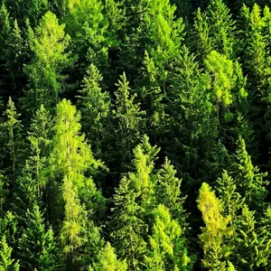 Imagem de capa para o Curso online Domine o Licenciamento Ambiental: Formação Básica