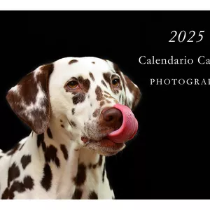Imagen de portada para Curso online CALENDARIO CANINO 2025