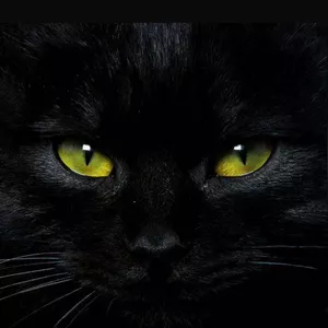 Imagem de capa para o Ebook eBook Black Cat Mentoria