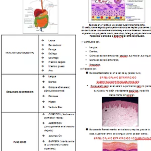 Imagen de portada para Curso online Aparato digestivo - Histología (ERA3)