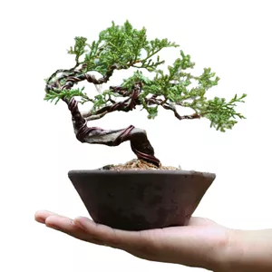 Imagem de capa para o Ebook Noções Básicas Sobre Bonsai