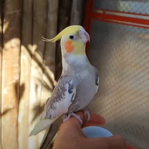 Imagem de capa para o Curso online Amanse sua calopsita