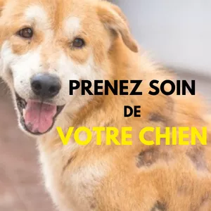 Image de couverture pour le Ebook PRENEZ SOIN DE VOTRE CHIEN