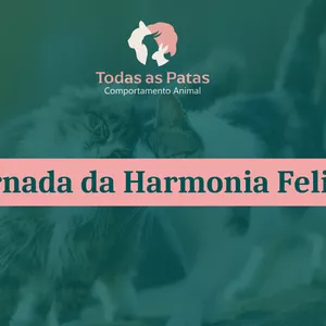 Imagem de capa para o Curso online Jornada da Harmonia Felina