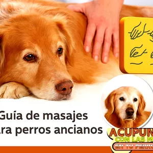 Imagen de portada para Curso online ACUPUNTURA CON LAS MANOS EN PERROS VIEJITOS. DR. VICENTE CALDERÓN