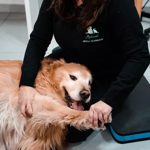 Imagem de capa para o Curso online 🐾 Workshop de Avaliação Ortopédica na Medicina Veterinária + Aula Prática 