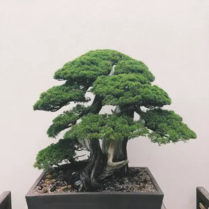 Imagen de portada para Ebook ARBOLES EN MACETAS