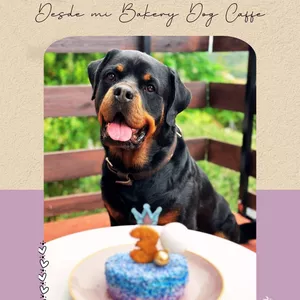 Imagen de portada para Ebook 15 Recetas de Pastelería Canina desde mi Bakery Dog Café