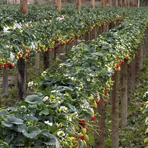 Imagem do curso solução real do acaro rajado