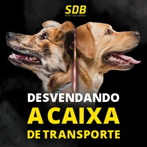 Curso DESVENDANDO A CAIXA DE TRANSPORTE 