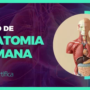 Imagem de capa para o Curso online Curso de Anatomia Humana 