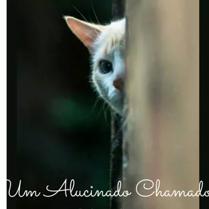 Imagem de capa para o Ebook Um Alucinado Chamado Chimbica 