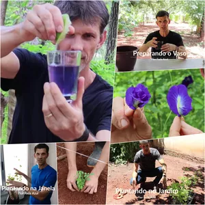 Imagem de capa para o Curso online Como plantar Flor Fada Azul - Curso Completo