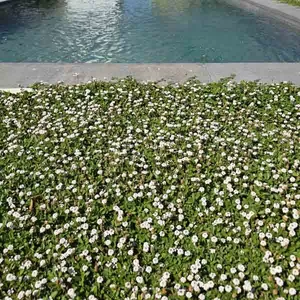 Imagen de portada para Ebook Guía práctica de la Lippia nodiflora