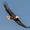Born to Soar 