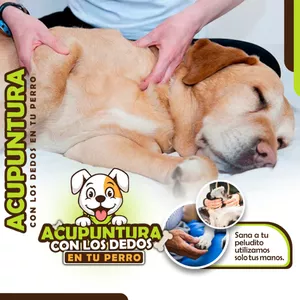 Imagen de portada para Curso online ACUPUNTURA CON LOS DEDOS EN TU PERRO
