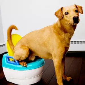 Imagem de capa para o Ebook Treinamento Penico de Cachorro 