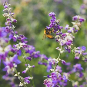Imagen de portada para Curso online Salud natural 