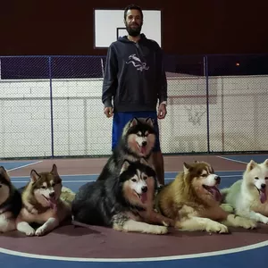 Imagem de Cão Perfeito: O Manual prático da educação canina. criado por Felipe Santana Fargnoli na hotmart