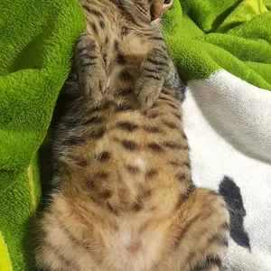 Imagen de portada para Curso online Gato feliz