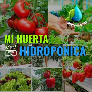Imagen de portada para Curso online Mi Huerta HIDROPONICA