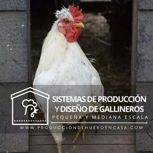 Imagen de portada para Curso online Sistemas de producción de huevo y diseño de gallineros