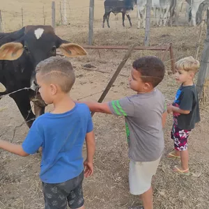 Imagem de capa para o Ebook Criação de galinhas e porcos ..cuidados e manejo!!
