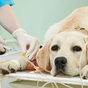 Imagen de portada para Ebook Manejo de dolor en animales: tecnicas y terapias