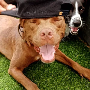 Imagen de portada para Curso online Paseosnicky 