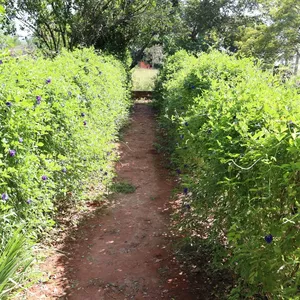 Imagem de capa para o Curso online Gerando renda com Flor Fada Azul