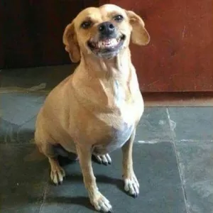 Imagem de capa para o Ebook Guia dos Ansiosos para Política Internacional - Cooperação Internacional e Desenvolvimento