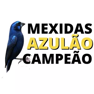 Curso Azulão Campeão Mexidas Para Torneio