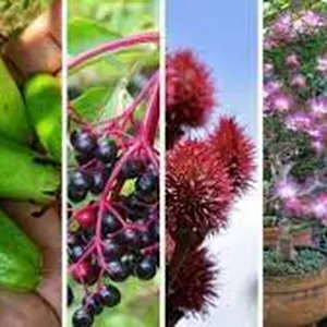 Imagen de portada para Ebook Plantas Medicinales de la Selva Peruana