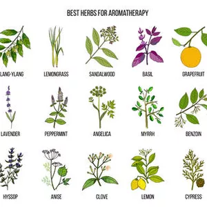 Imagen de portada para Curso online Comunidad Oliimpo - Aprende a Hacer Remedios con Plantas Medicinales